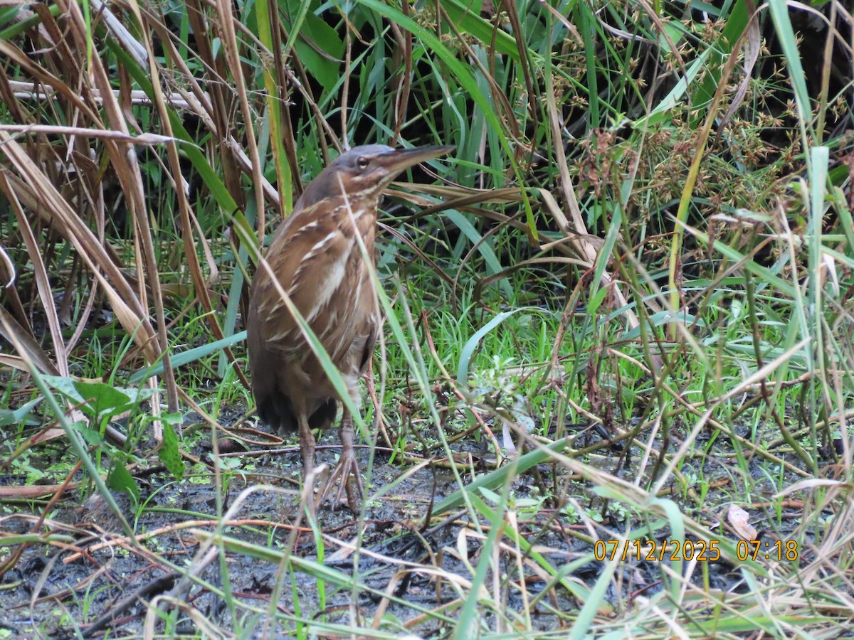 Schwarzdommel - ML646488563