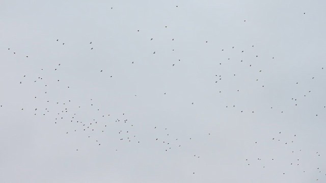 Corneja sp. - ML646488565