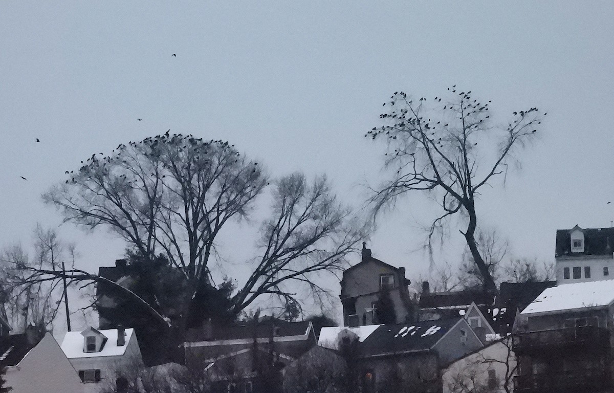 Corneja sp. - ML646488570