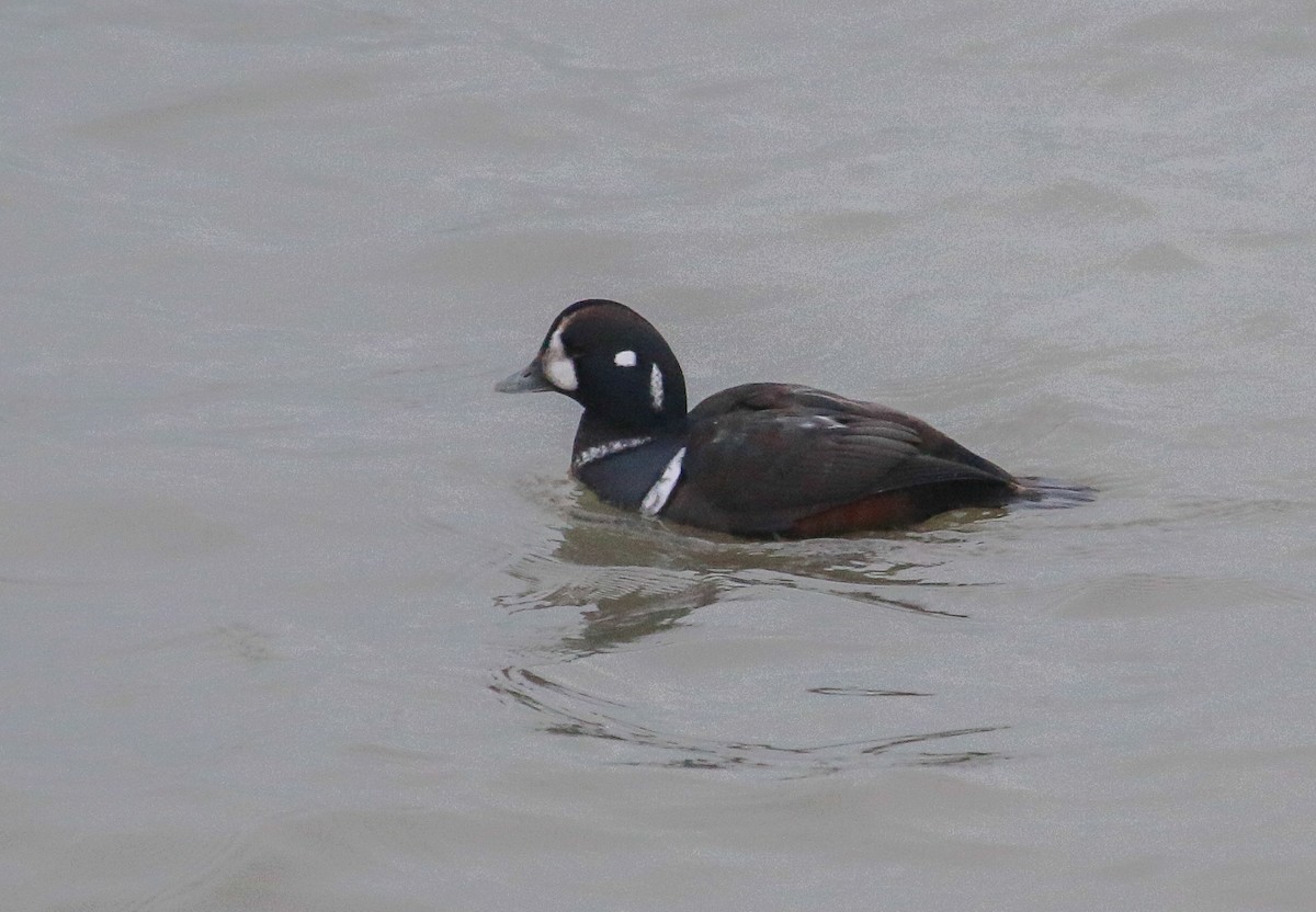 Harlequin Duck - ML646488573