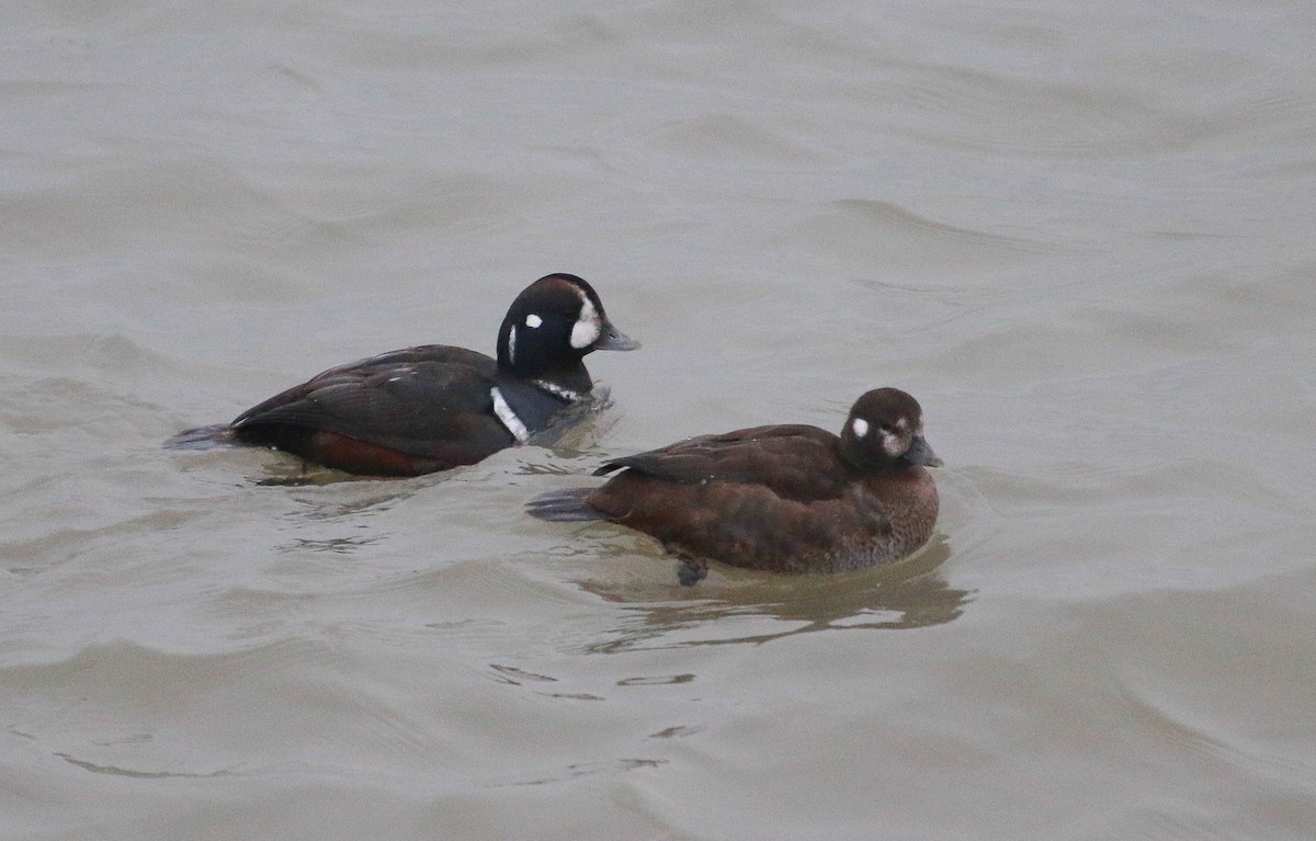 Harlequin Duck - ML646488574