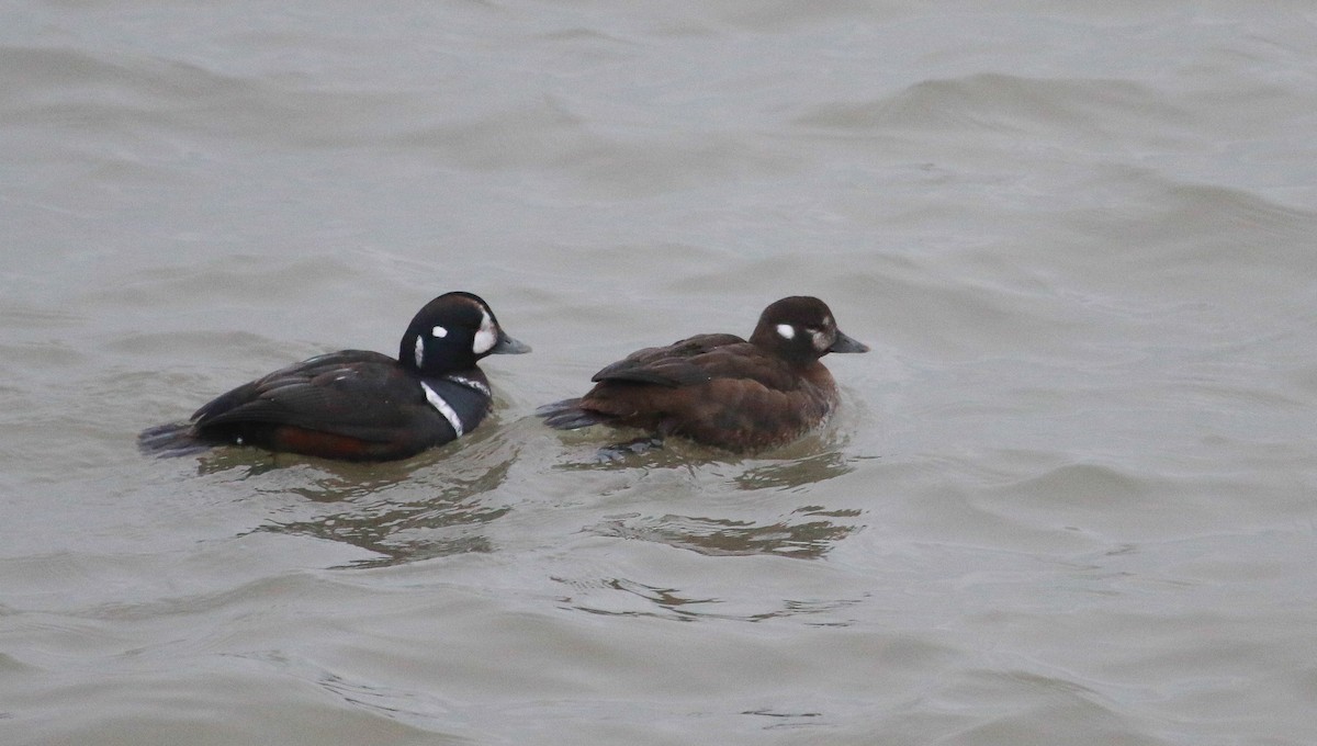 Harlequin Duck - ML646488575
