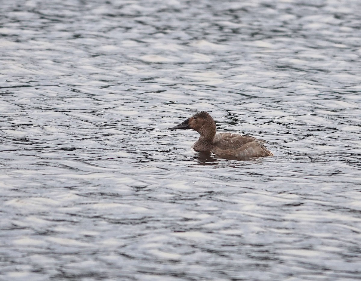 Canvasback - ML646488576