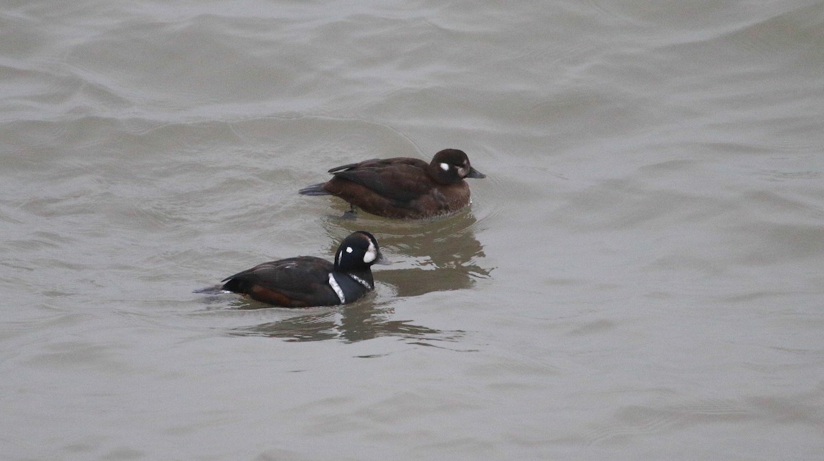 Harlequin Duck - ML646488577