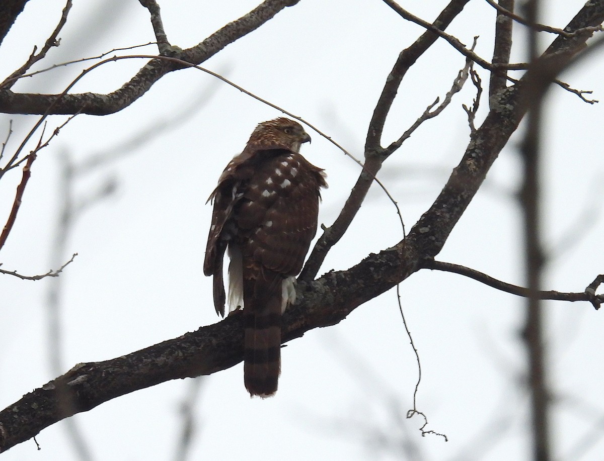 Cooper's Hawk - ML646488582