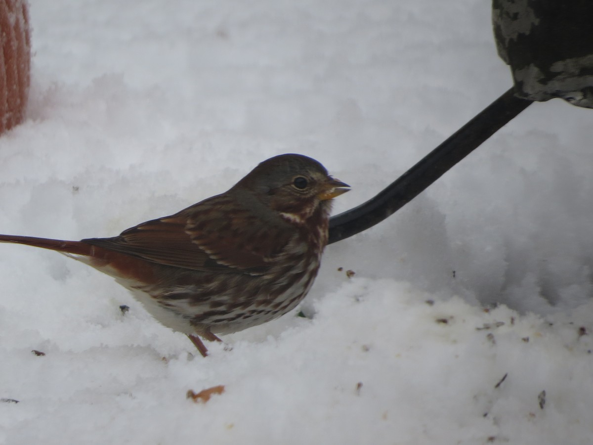 Fox Sparrow - ML646488584