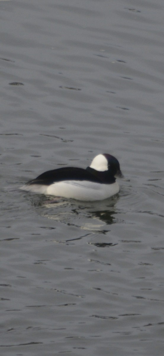 Bufflehead - ML646488592
