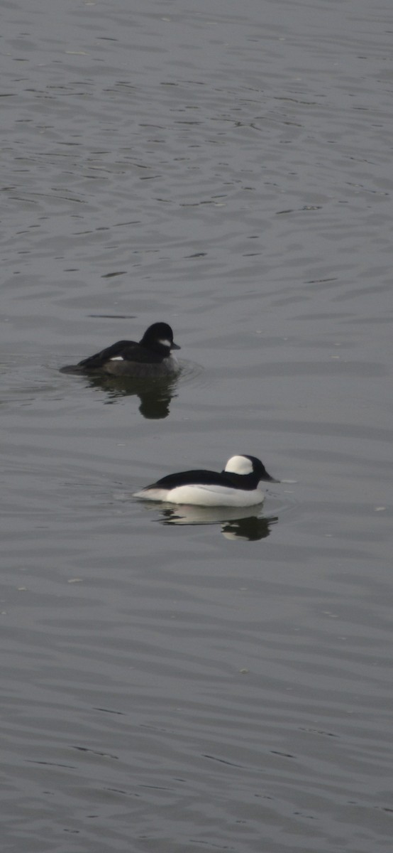 Bufflehead - ML646488593