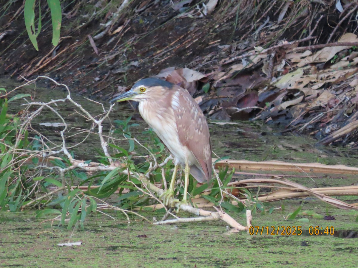 Rotrückenreiher - ML646488605