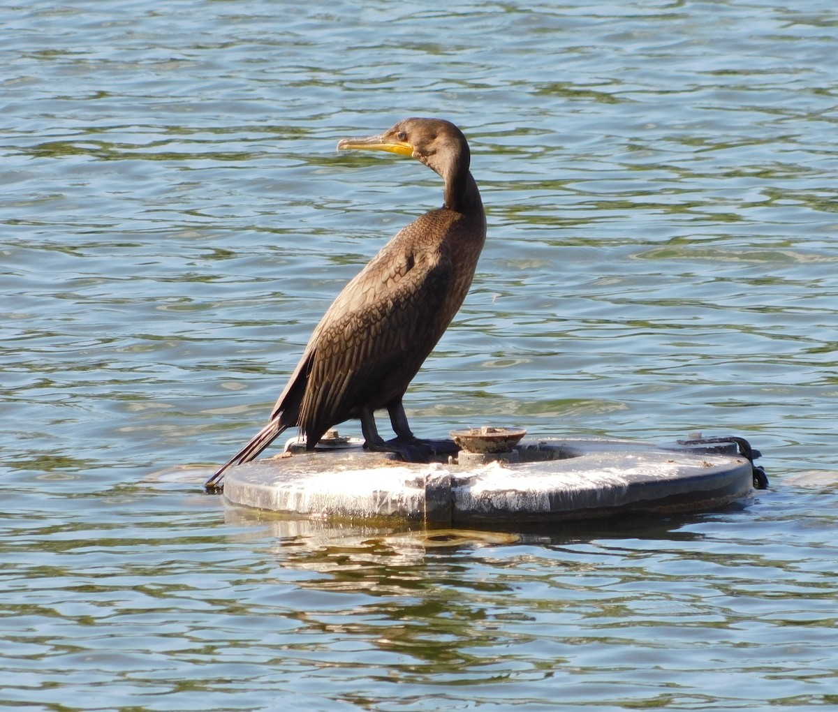Double-crested Cormorant - ML646488608