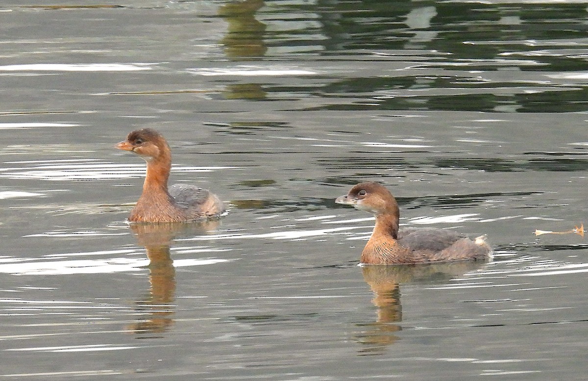 Pied-billed Grebe - ML646488609