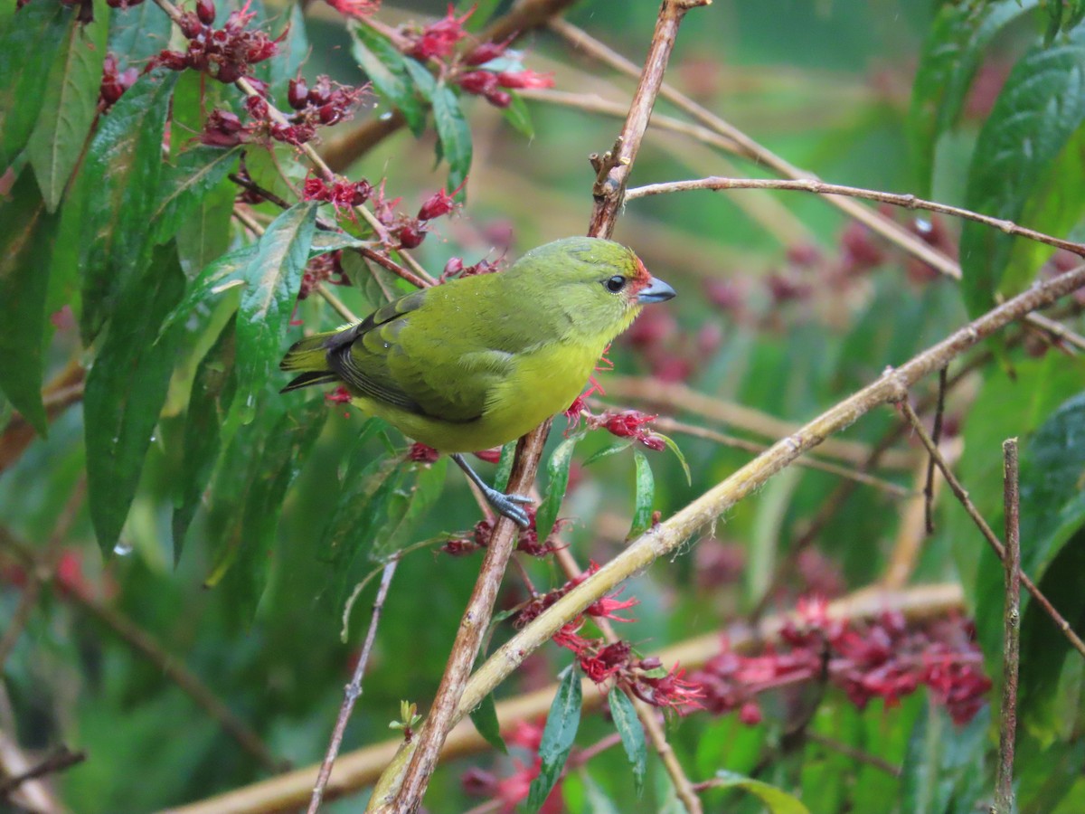 Lesser Goldfinch - ML646488616