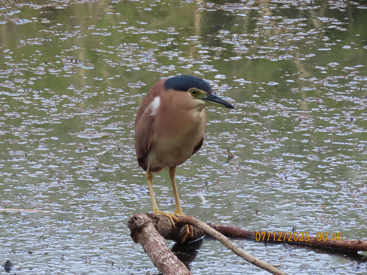 Rotrückenreiher - ML646488617
