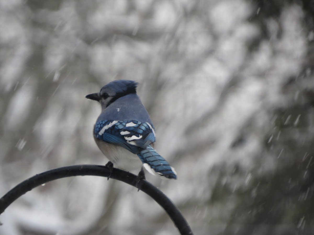 Blue Jay - ML646488618