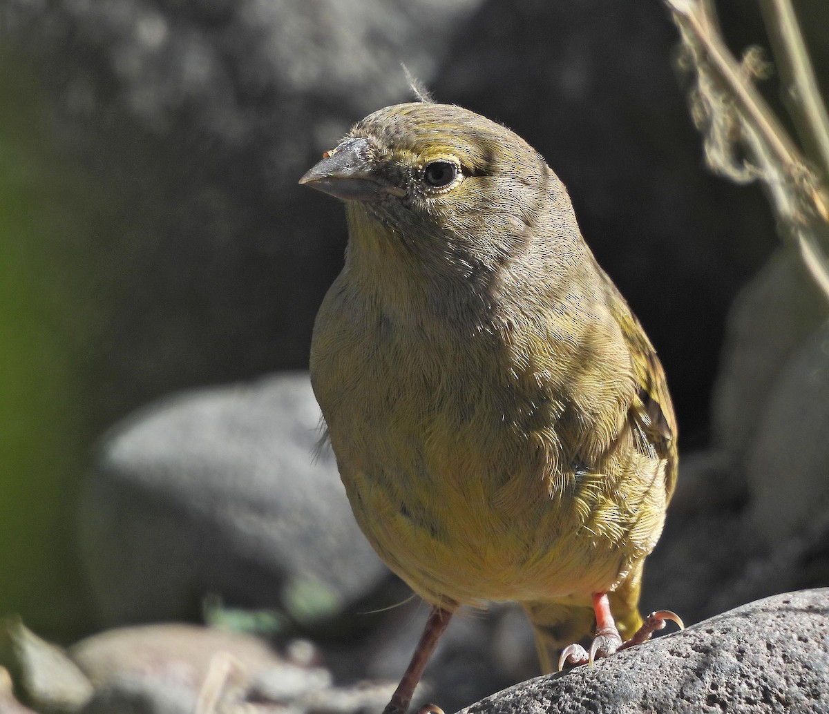 Greenish Yellow-Finch - ML646488625