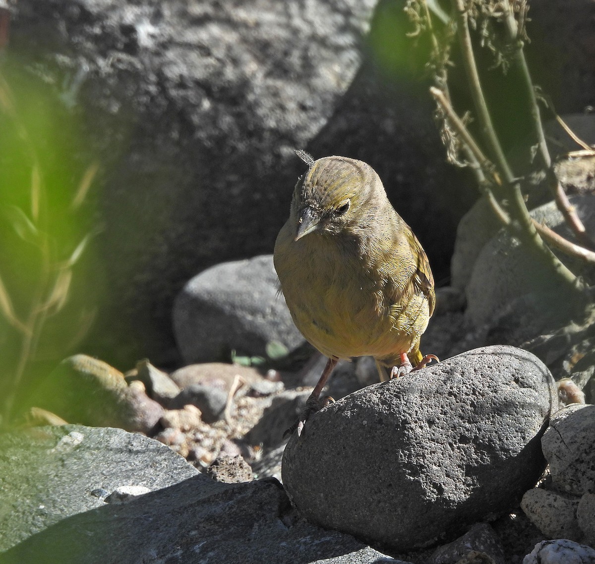 Greenish Yellow-Finch - ML646488626