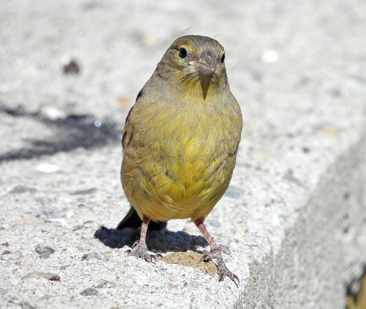 Greenish Yellow-Finch - ML646488628