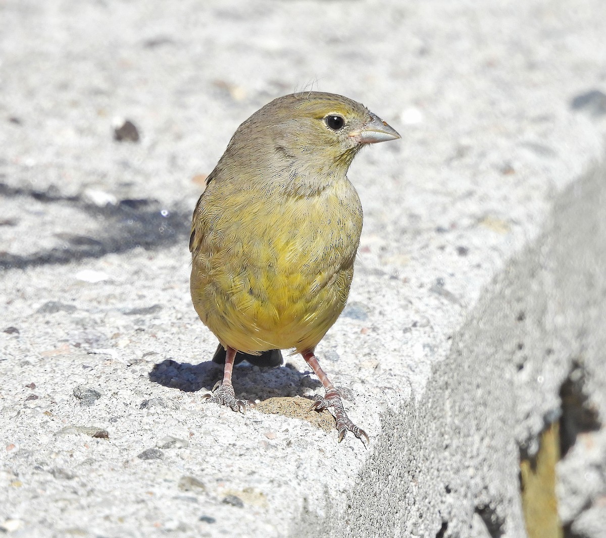 Greenish Yellow-Finch - ML646488629