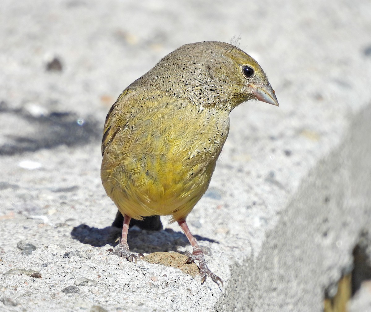 Greenish Yellow-Finch - ML646488630