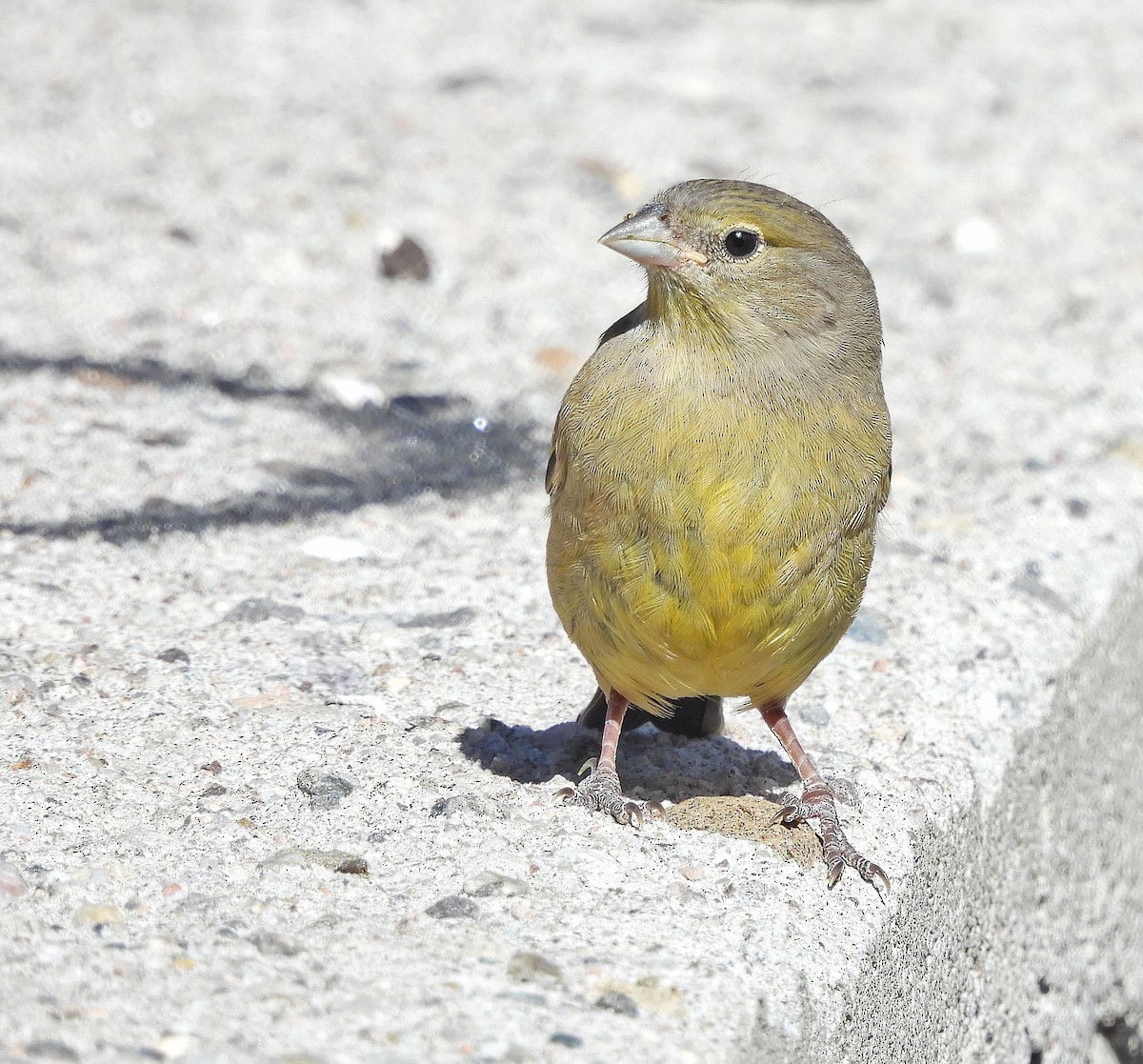 Greenish Yellow-Finch - ML646488631