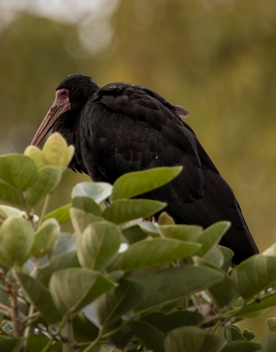 rødmaskeibis - ML646488632