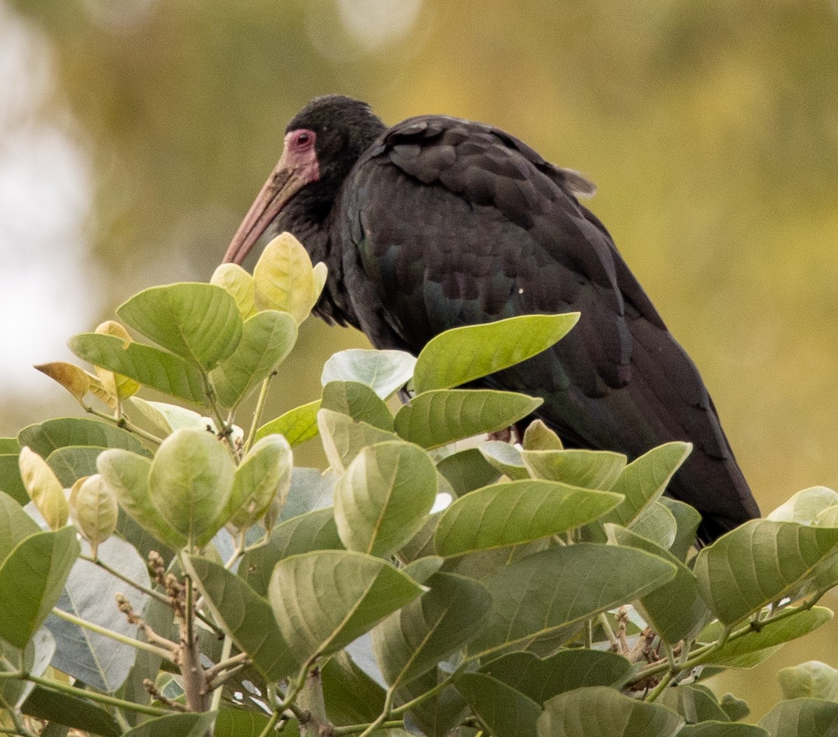 rødmaskeibis - ML646488633