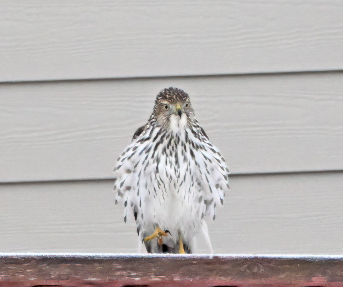 Sharp-shinned Hawk - ML646488635