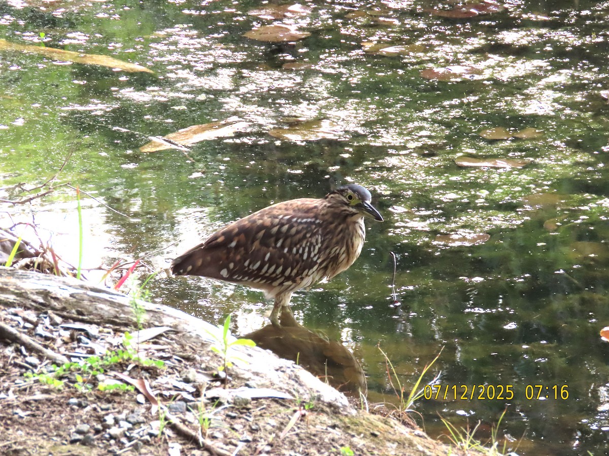 Rotrückenreiher - ML646488636