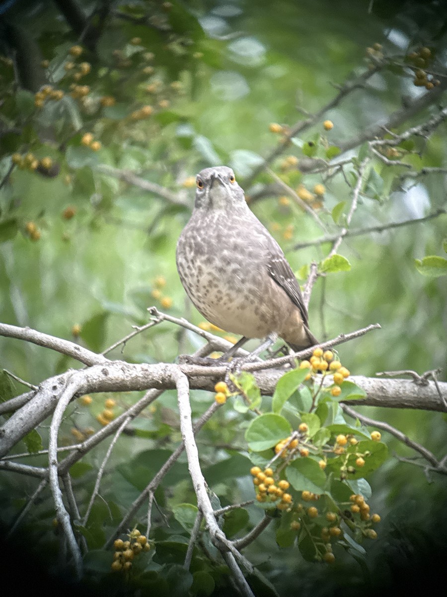 Kıvrık Gagalı Çöpçü - ML646488637