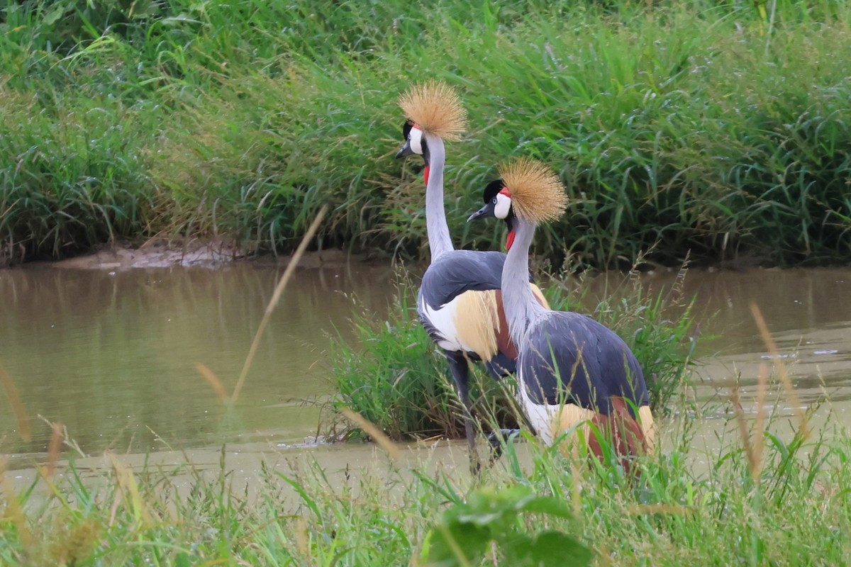 Gray Crowned-Crane - ML646488640