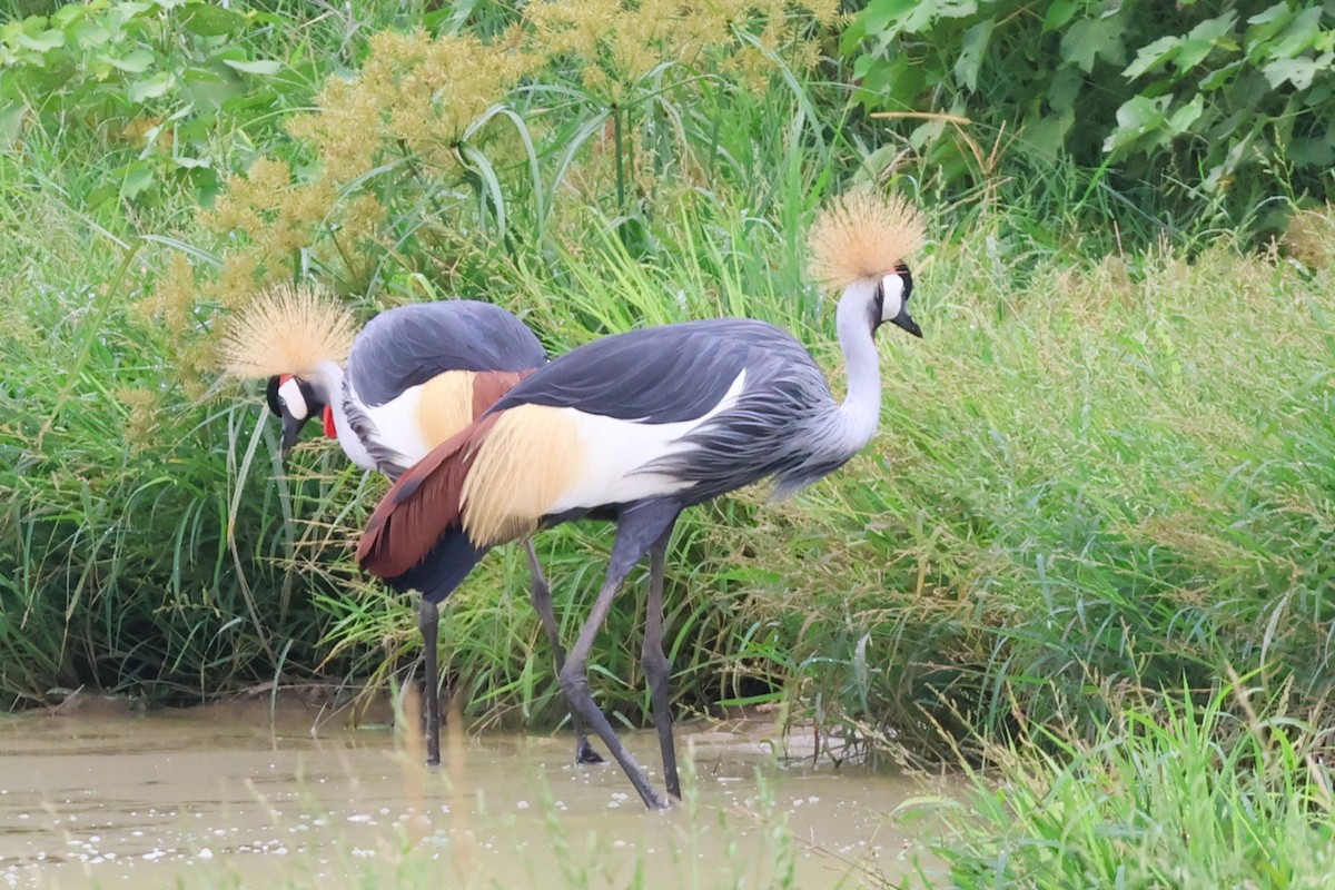Gray Crowned-Crane - ML646488641