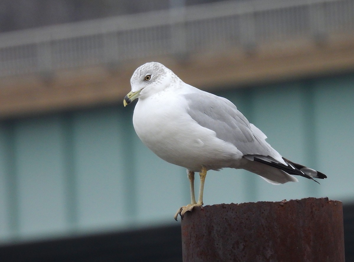 Ring-billed Gull - ML646488642