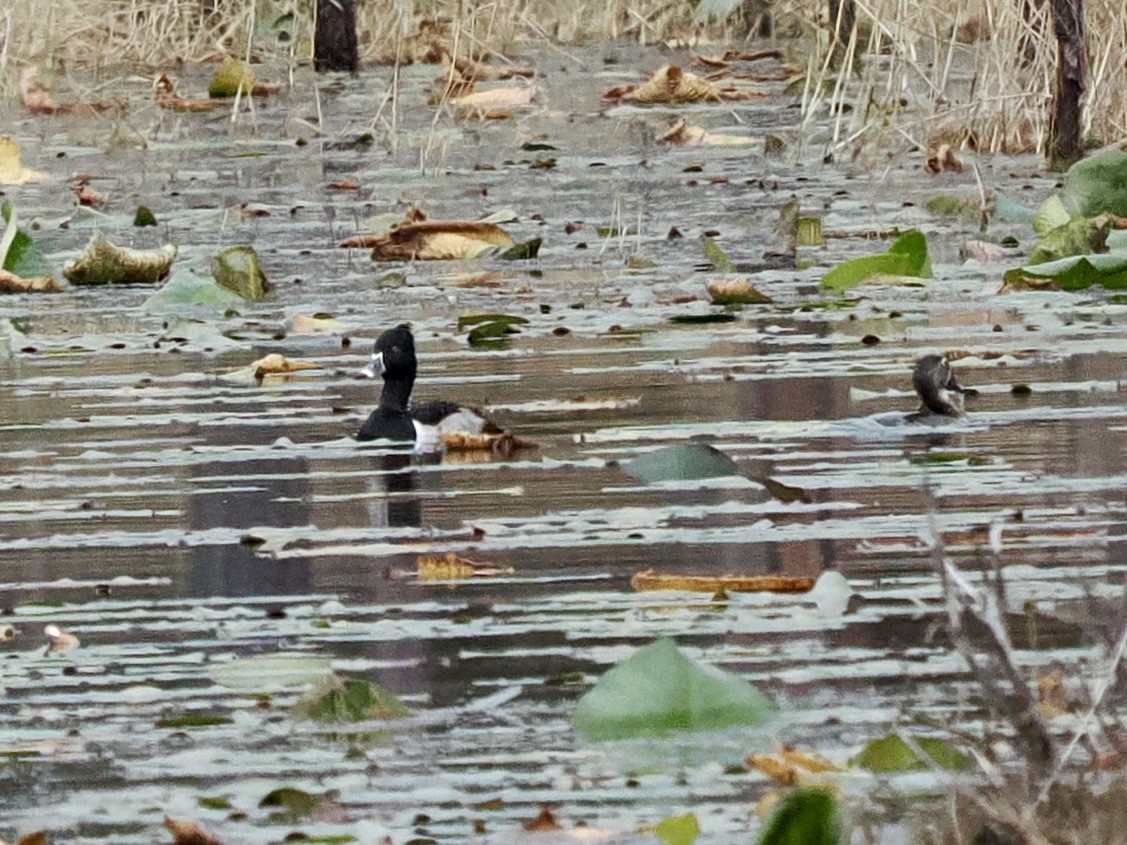 Ring-necked Duck - ML646488644