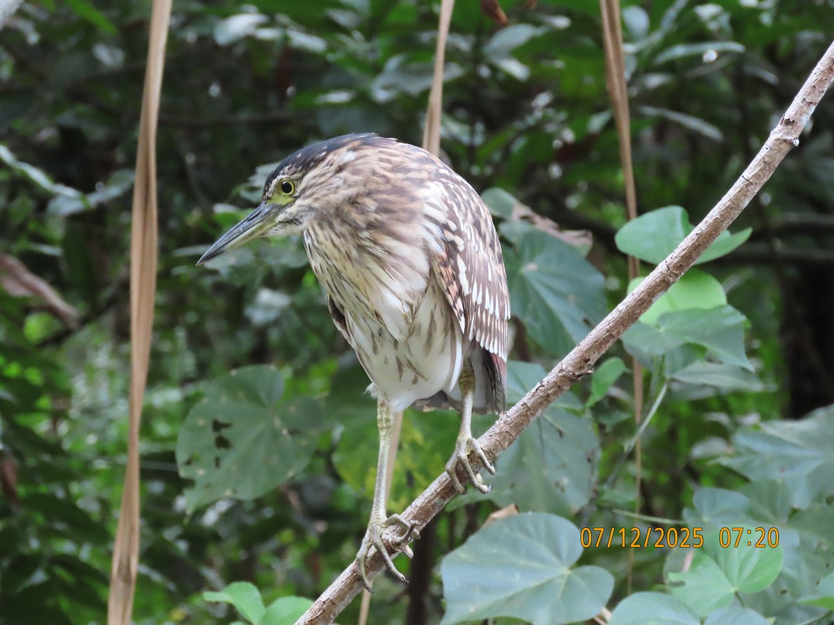 Rotrückenreiher - ML646488646