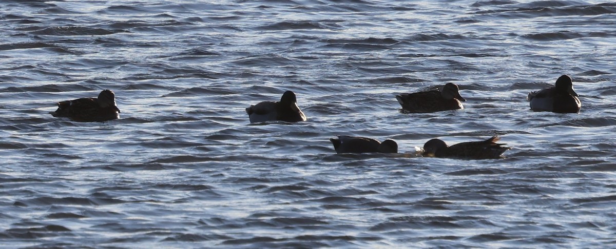 צולל ימי - ML646488649