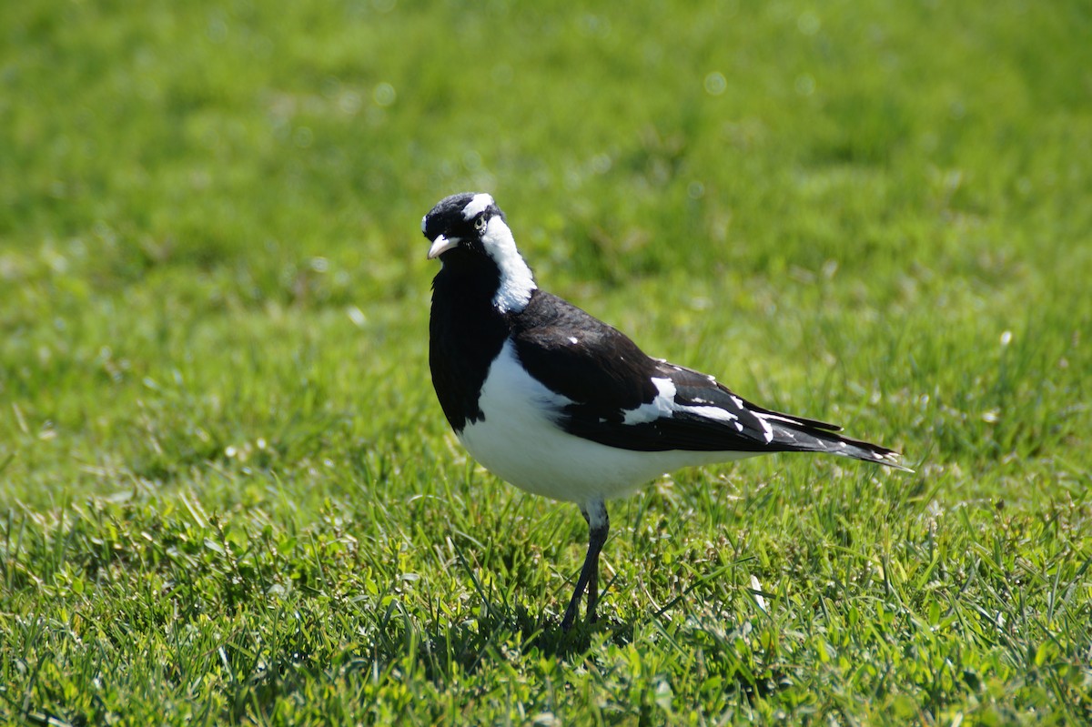 Magpie-lark - ML646488653