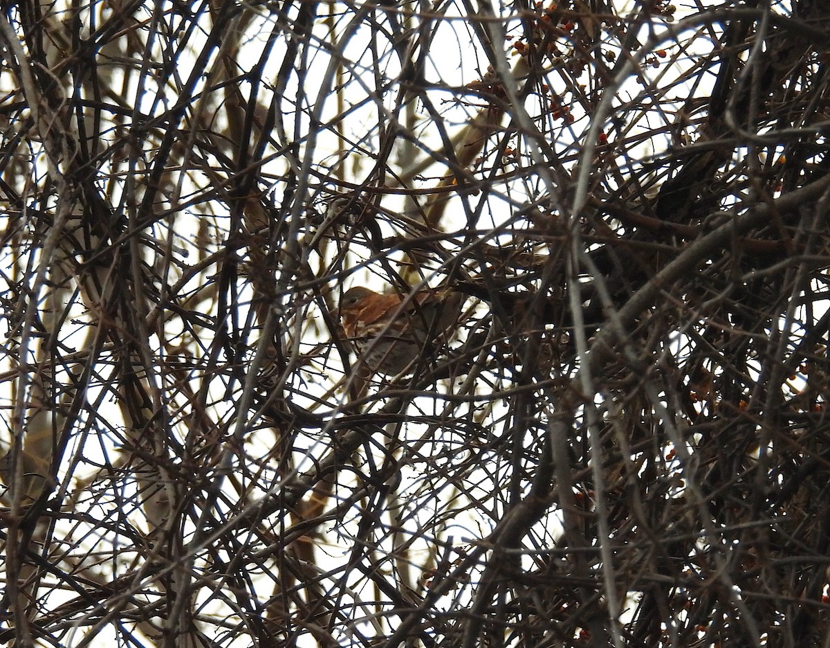 Fox Sparrow (Red) - ML646488655