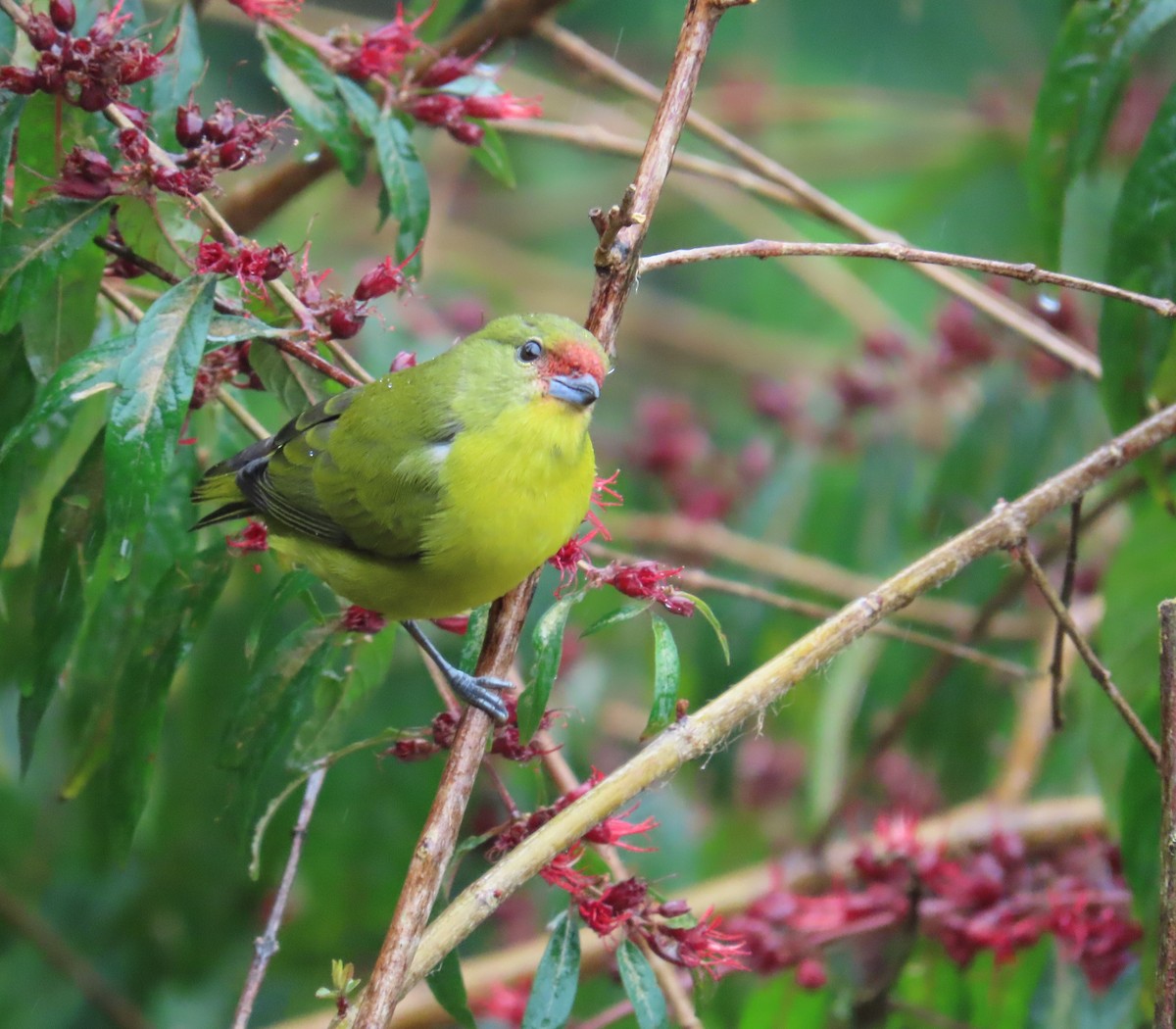 Lesser Goldfinch - ML646488666