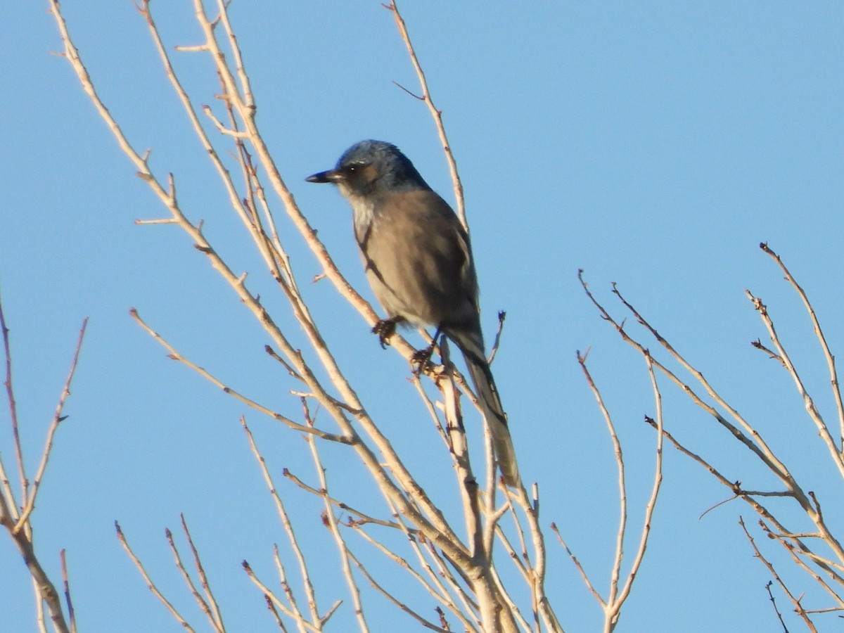 sojka vnitrozemská - ML646488670