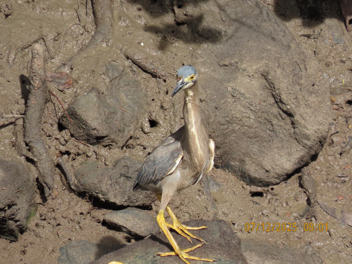 ササゴイ - ML646488675