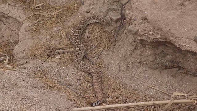 Western Diamond-backed Rattlesnake - ML646488677