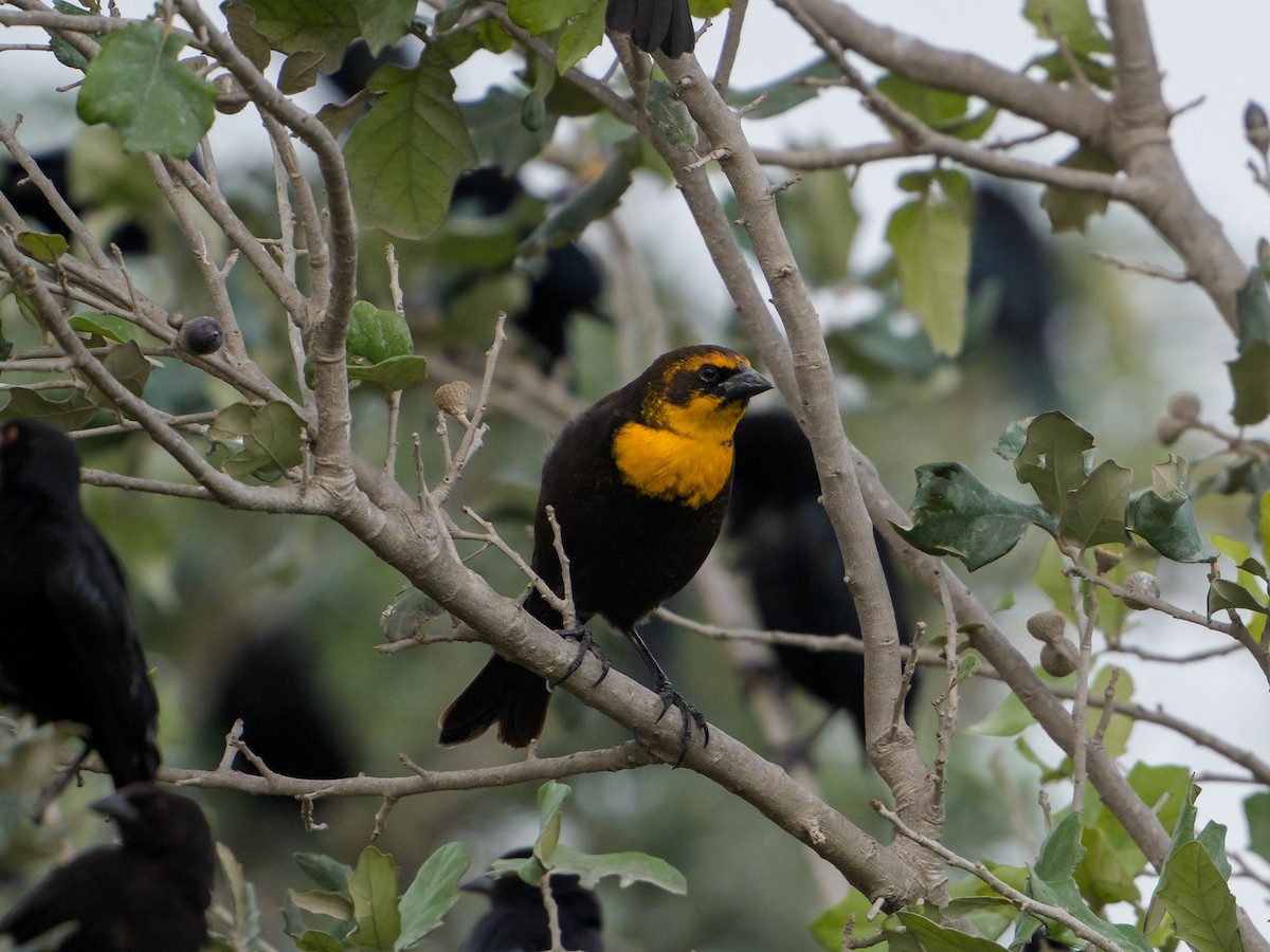 Yellow-headed Blackbird - ML646488680