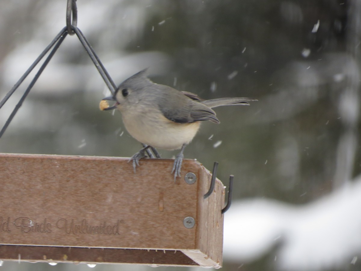 Tufted Titmouse - ML646488682