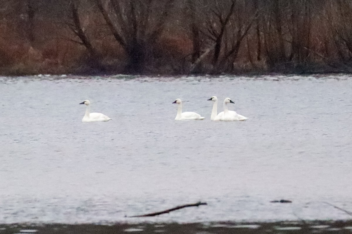 Американский лебедь - ML646488683