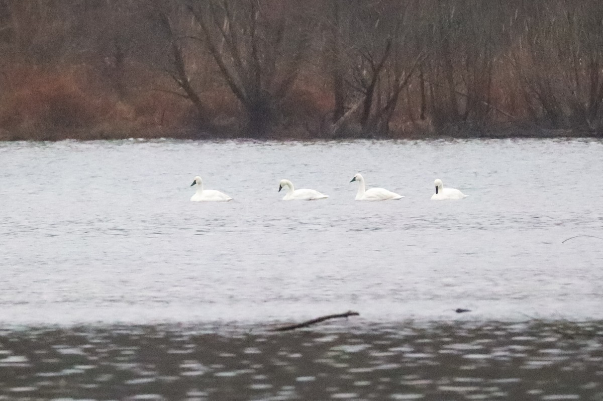 コハクチョウ - ML646488684