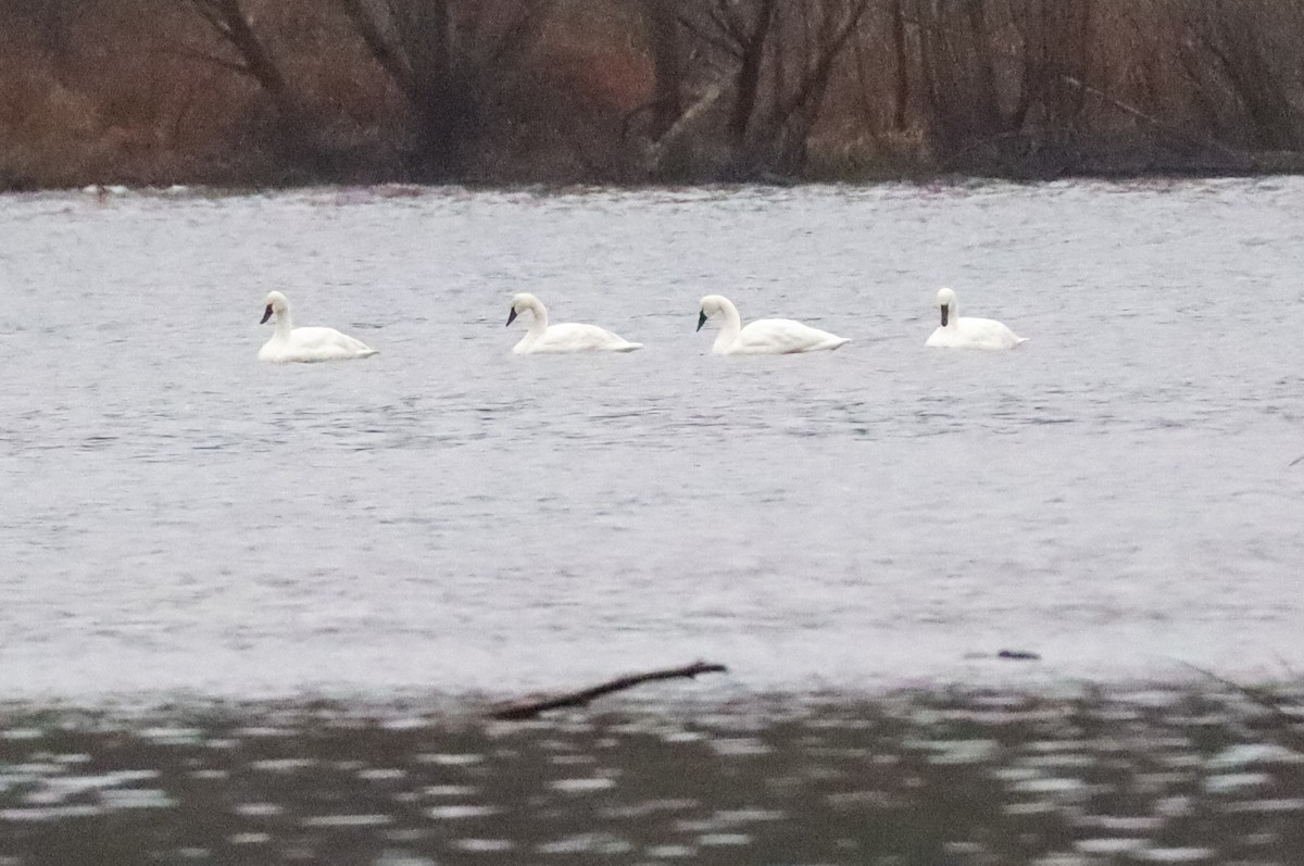 コハクチョウ - ML646488685