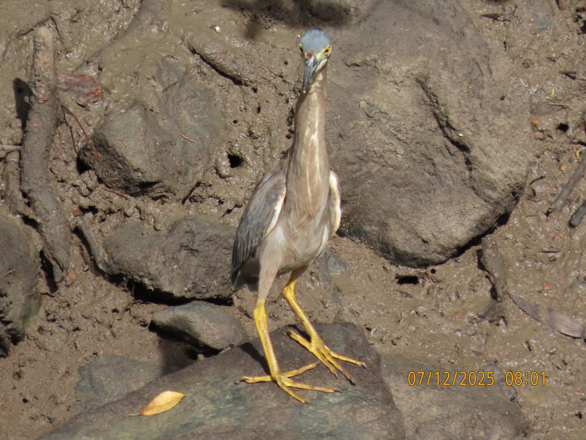 Little Heron - ML646488686