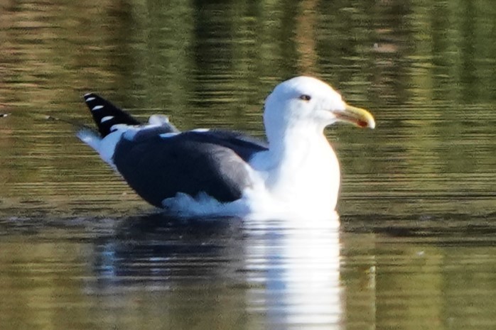 アメリカオオセグロカモメ - ML646488689