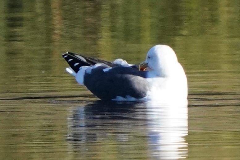 アメリカオオセグロカモメ - ML646488690