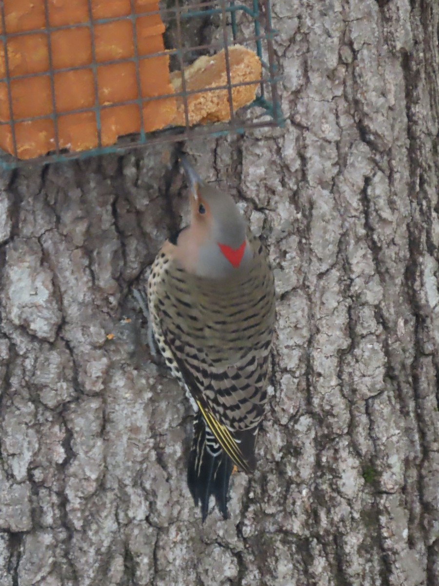 ハシボソキツツキ（auratus／luteus） - ML646488691